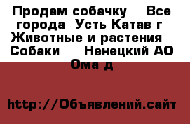 Продам собачку  - Все города, Усть-Катав г. Животные и растения » Собаки   . Ненецкий АО,Ома д.